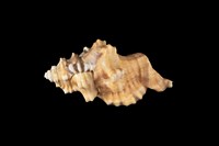 藏品(象鼻法螺)的圖片